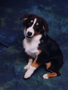 Puppy photo (1999)
